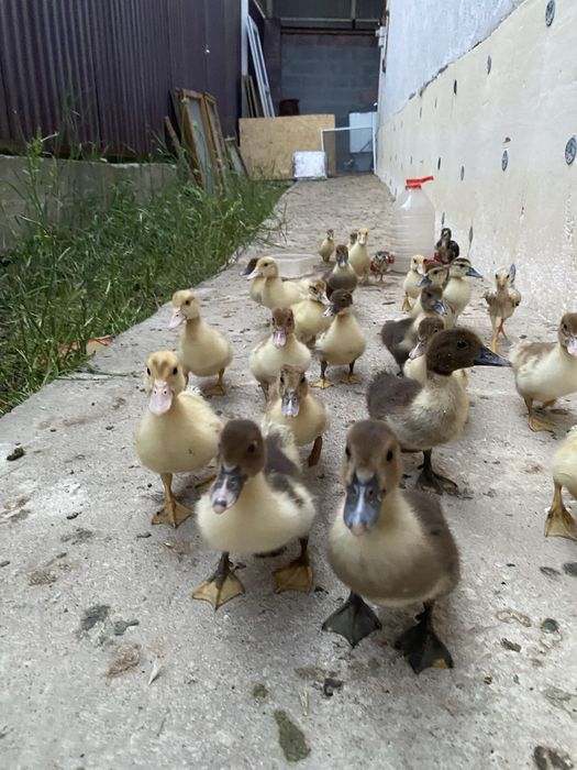Продам утят 1 месец