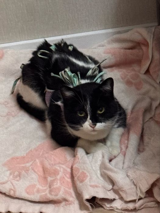 Отдам кошечек в добрые руки