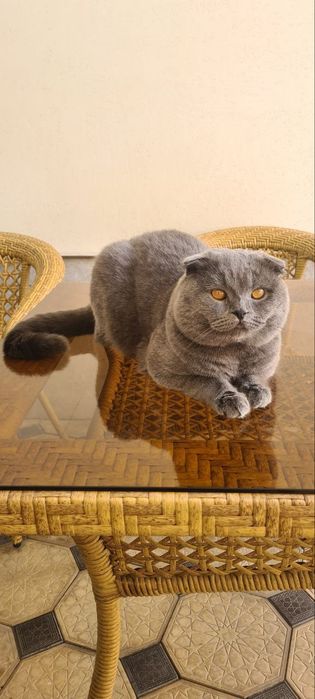 Вязка Scottish Fold, Nasli toza, (Sotilmaydi)