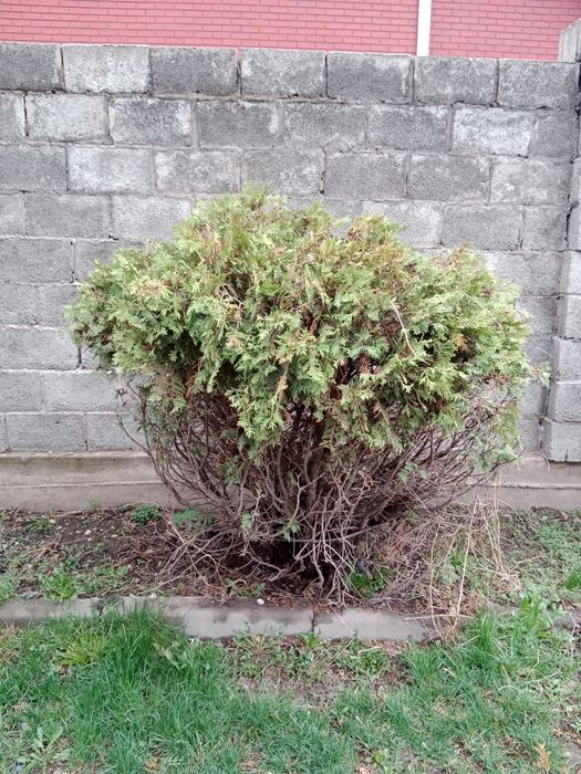 Туя продам или обмен