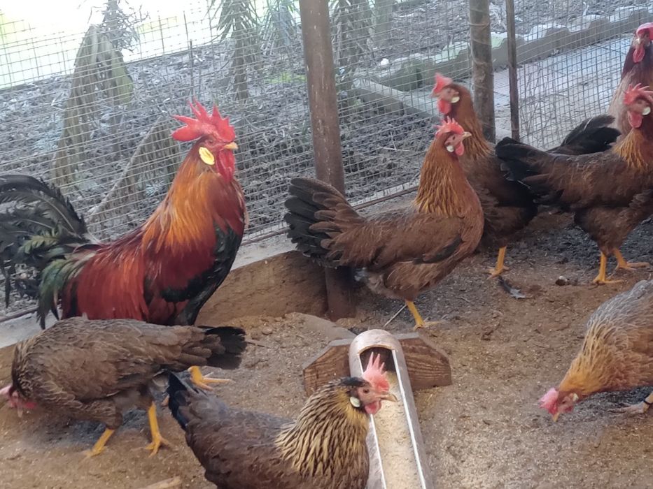 Ouă de găini italiene ptr incubat.