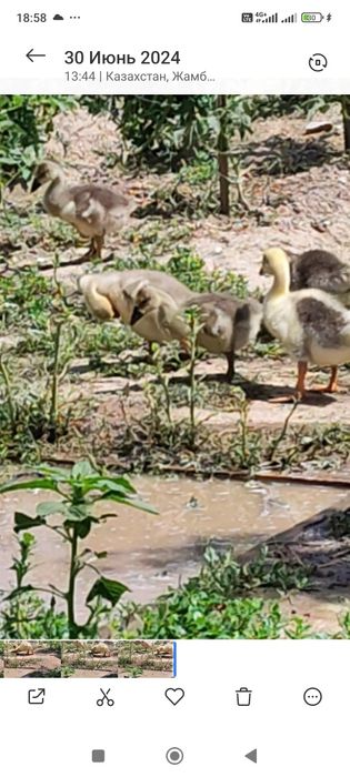 Продам гусят суточные и подрощенные