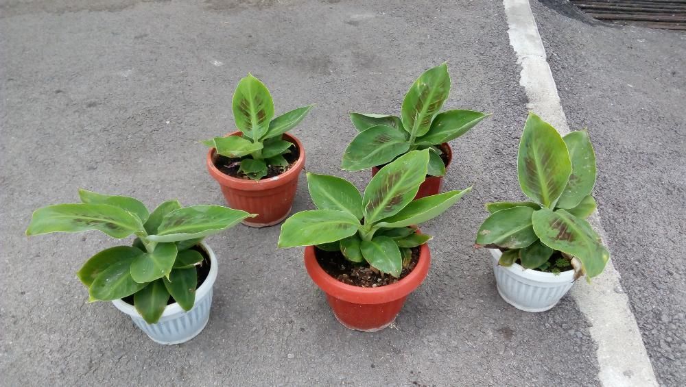 Продавам банани изгодно ПРОМОЦИЯ