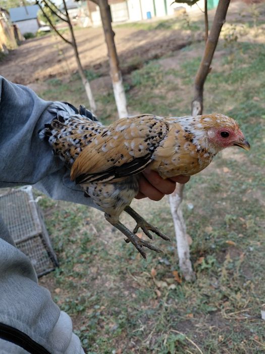 Продам карликовых курей