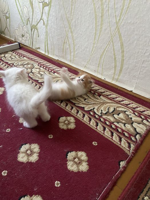 Отдам котят в добрые руки