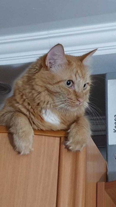 отдам рыжее чудо в добрые руки