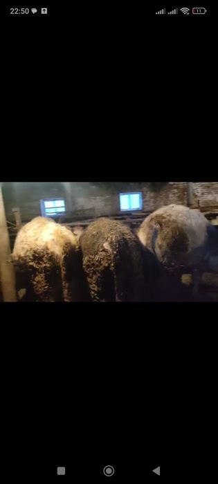 Бычок ,откорм сатылады