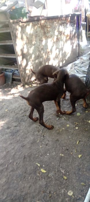 Щенки Доберманы ))