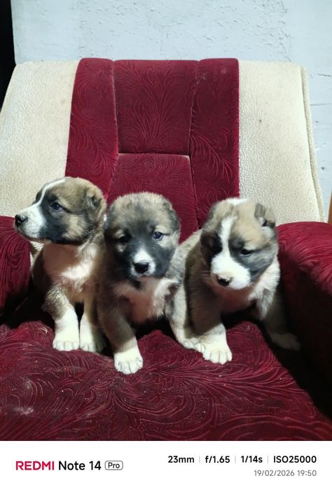 Alabay paroda kuchik bolalari