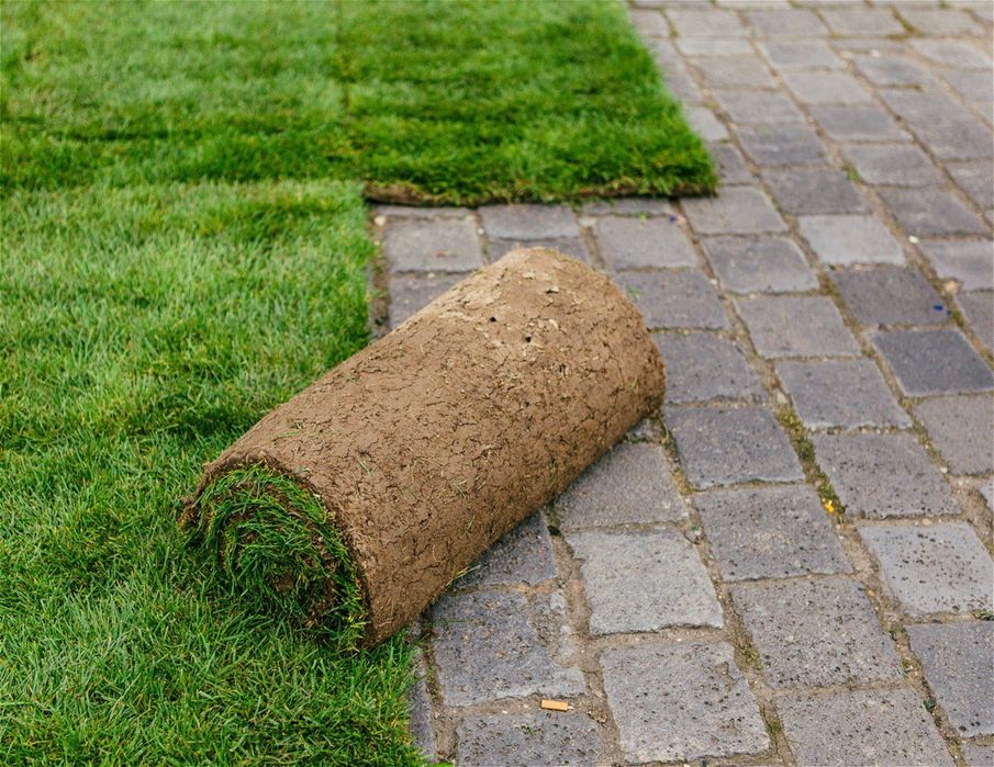 Натуральный рулонный газон в ташкенте