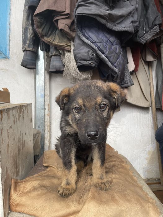 Отдам в добрые руки