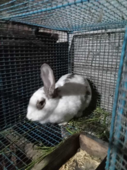 продам крольчих и крола