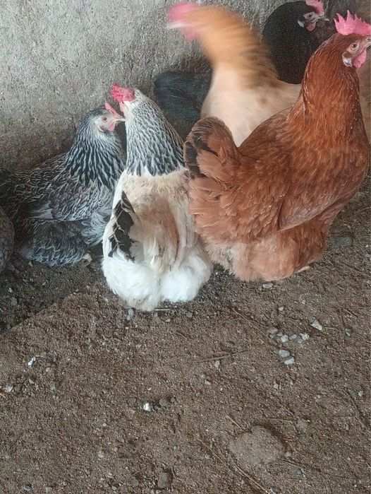 Яйцо инкубационное