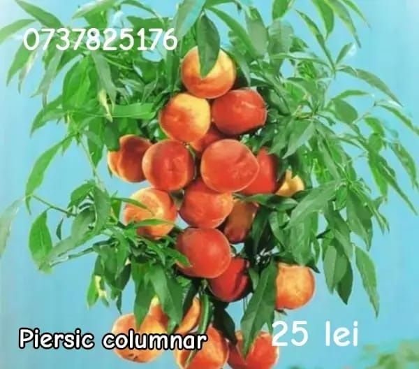 Vând pomi fructiferi columnari