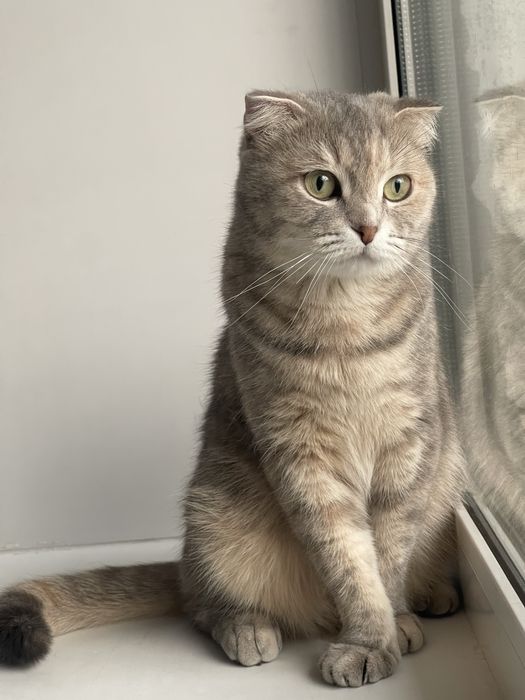 Отдам в добрые руки