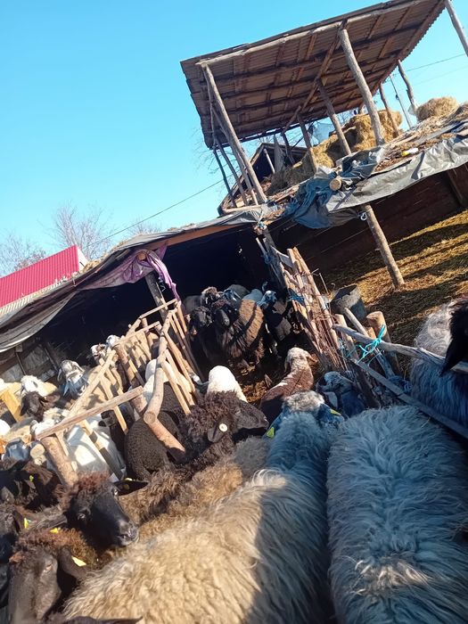 De vânzare oi cu miei