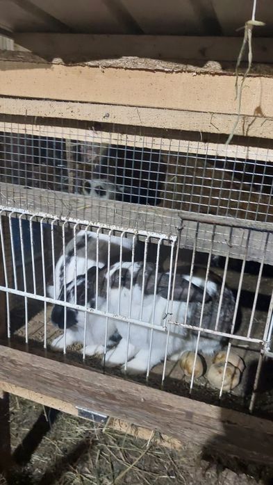 Vând 5 iepuri cu cuști!