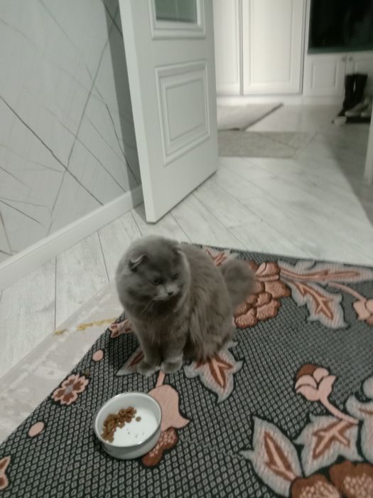 Үйдің мысығы парода басқа