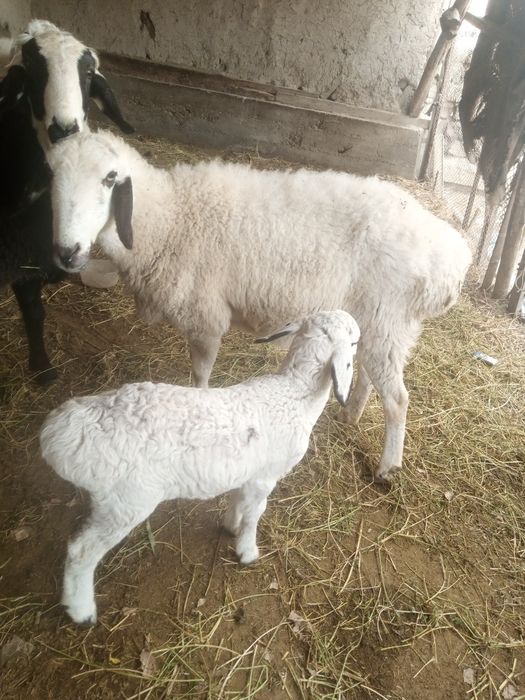 Ona bola sotiladi bolasi qo'chqorcha 20kunlik narxi 7.5 yana kelishami