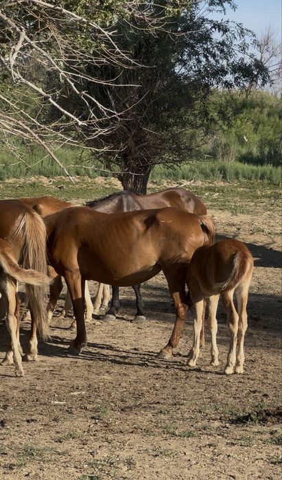 Үйір жылқы буаз биелер сатылады