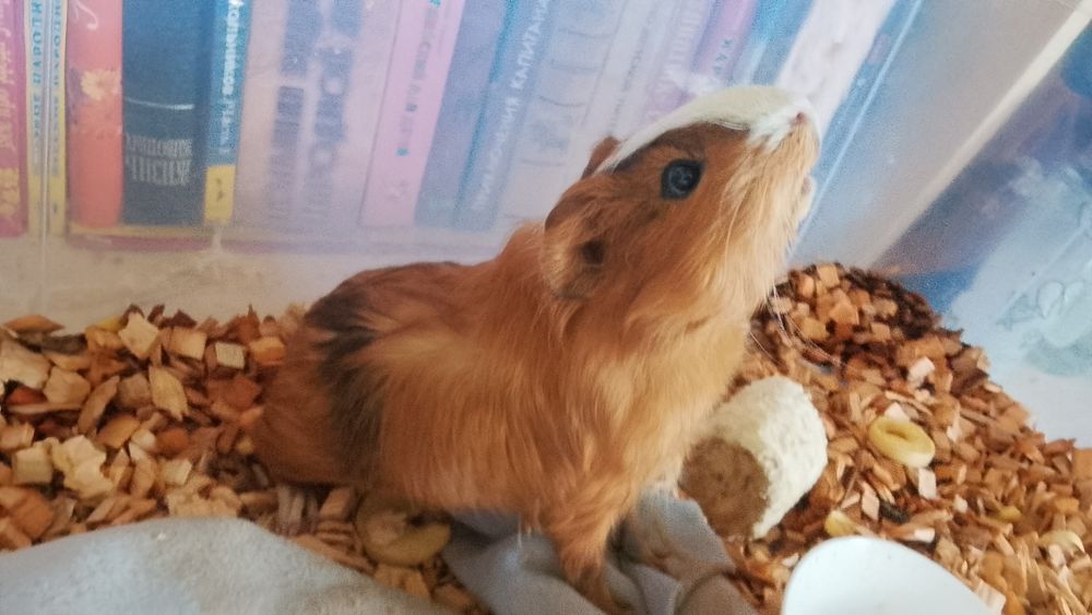 Продаю морскую свинку