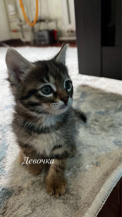 Котята 1 мальчик и 1 девочка в добрые руки