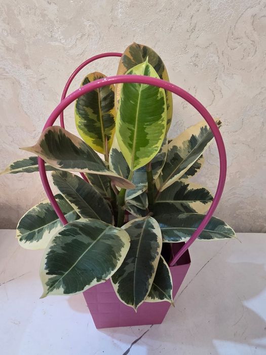 Комнатные  цветы орхидеи, антуриум, шефлера