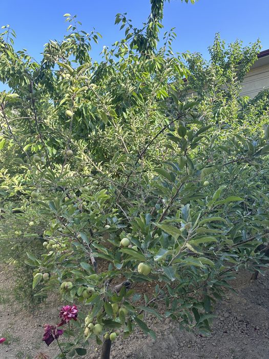 Продаю свой участок  (20х30) на против парка Янги Узбекисна 300 метров