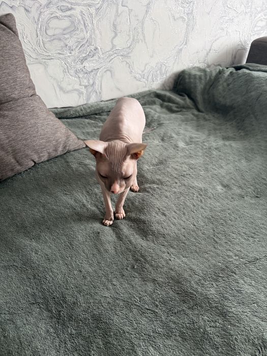 Отдам в добрые руки