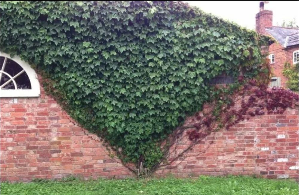 Manzarali gul Девичий виноград пятилист.очковый