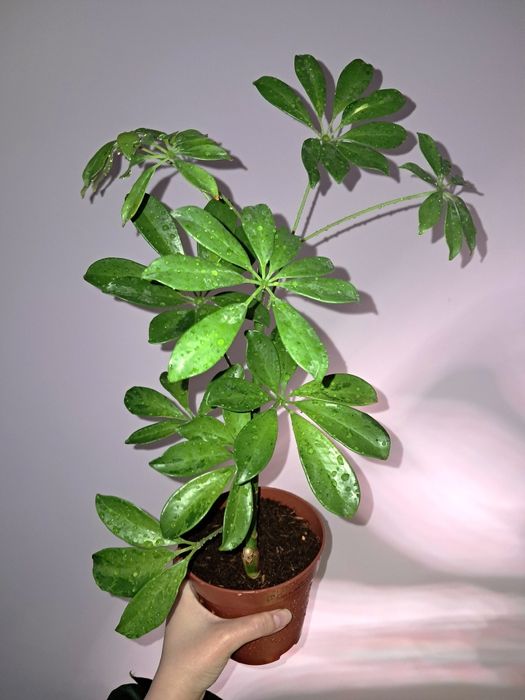 Шеффлера Мохито.