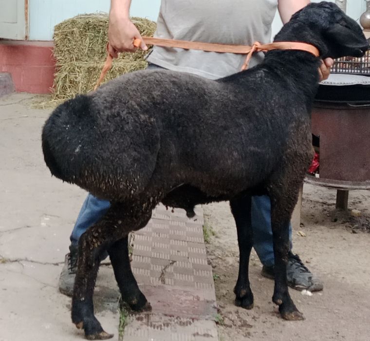 Бараны Кучкар Самец свой продам