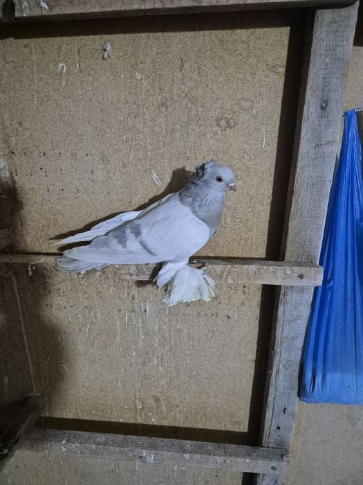 Стеклянный самец