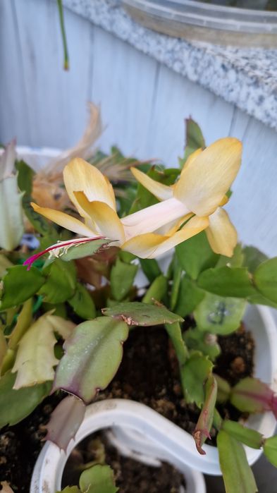 Декабристы.фиалки 500-800т.