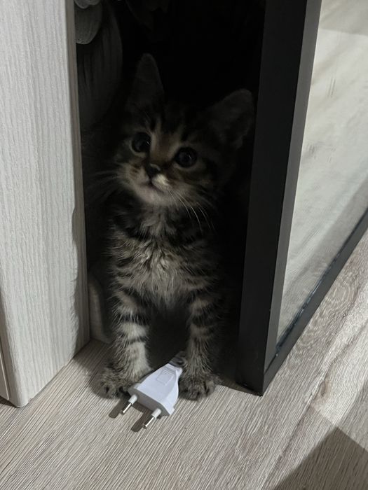 отдам котенка в хорошие руки