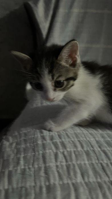 3 девочки кошечки 1,5 месяца