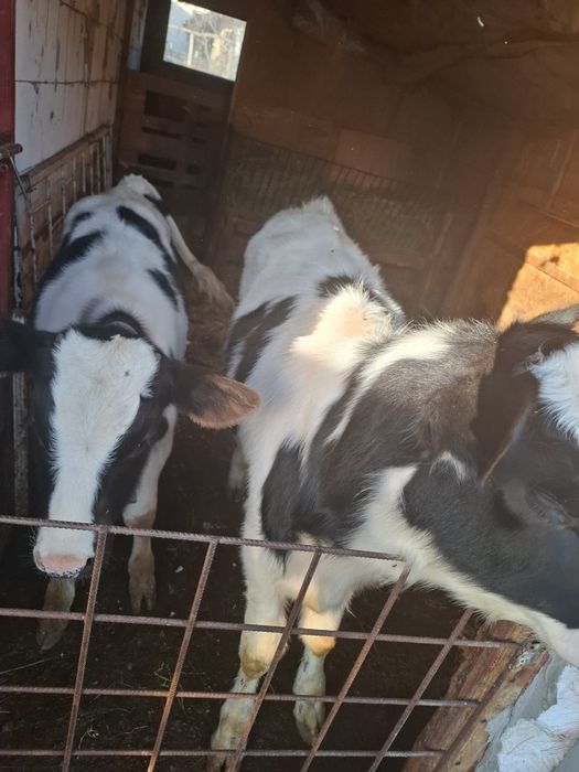 Vand vitea si tauras