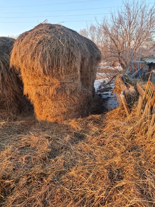 Продам сено в тюках
