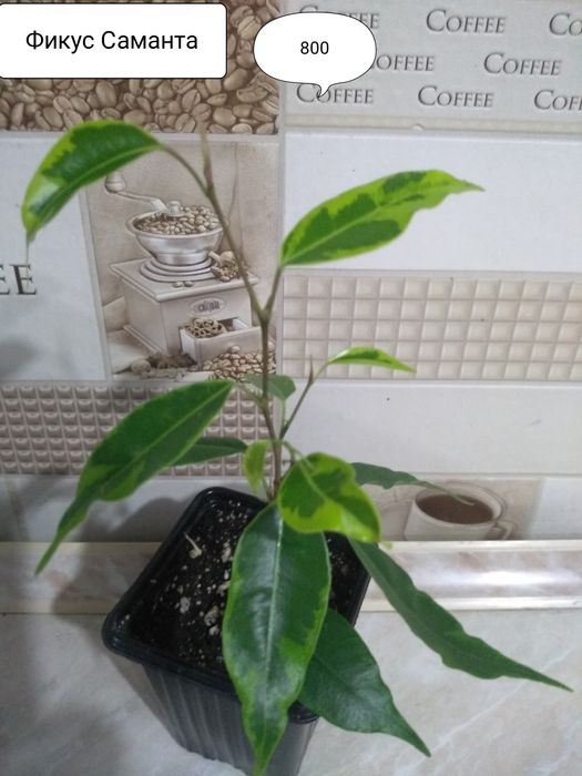 Продам Фикусы разные.