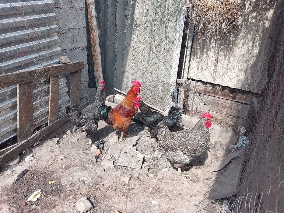 Продам молодых петухов