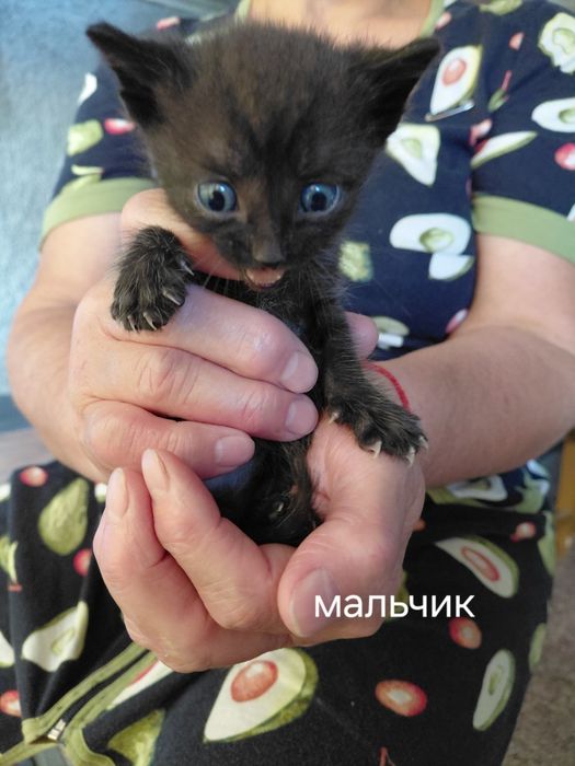 Отдам котят в самые добрые руки