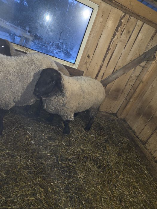 Vând berbec suffolk