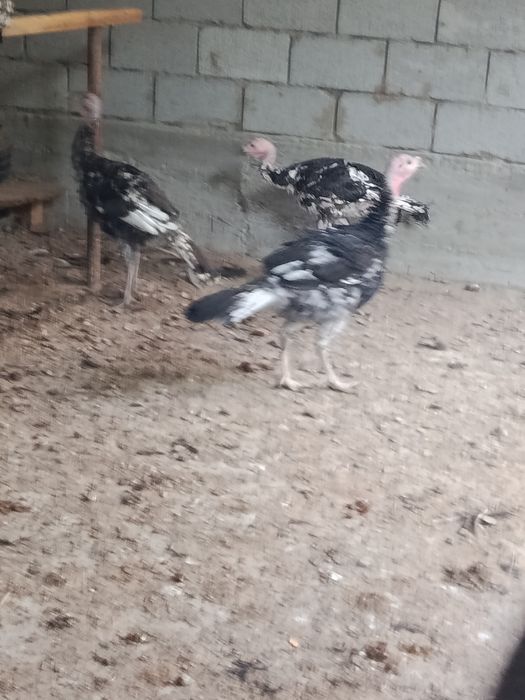 Продам индюков срочно