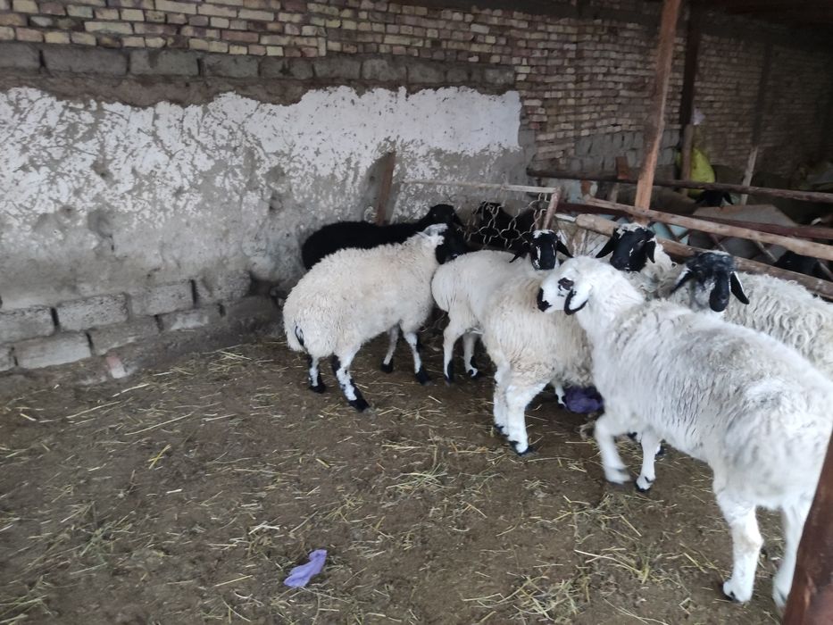 Qazoqi quchqorlar sotiladi