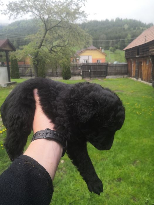 Căței de întors rasa MUDI