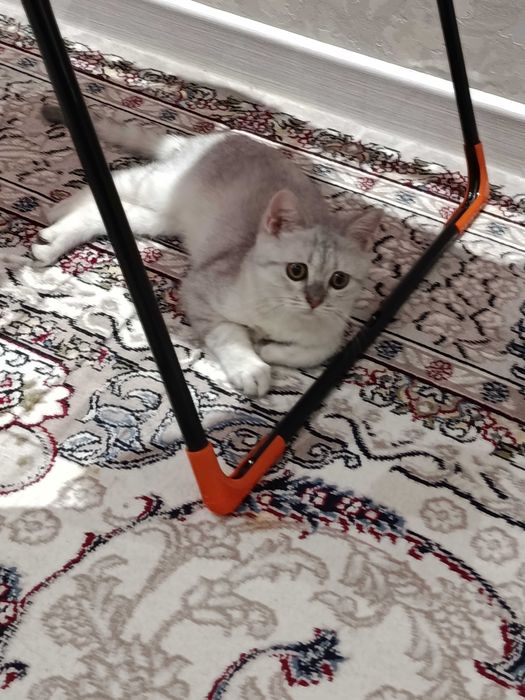 Srochno! Arzonga! Shinshilla serebristaya. Sotiladi. Продается