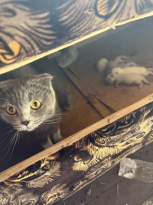 отдам котят даром скоттиш страйт