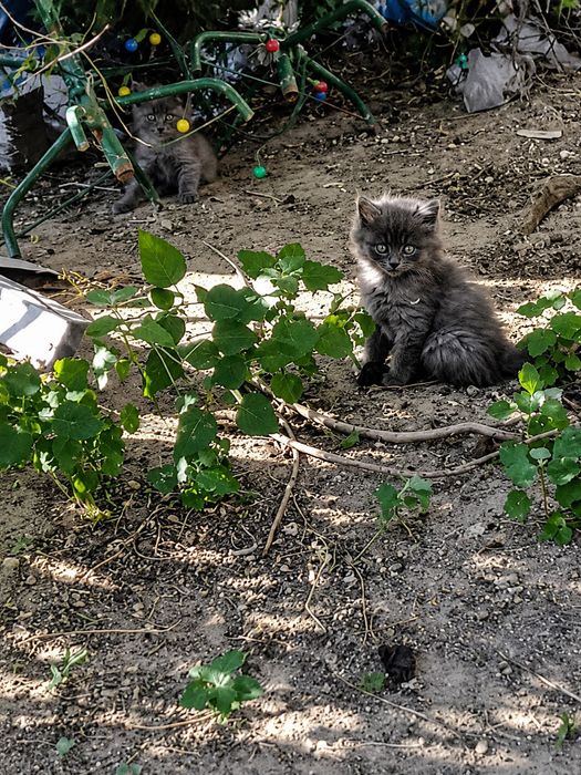 5 Котят ищут свой дом