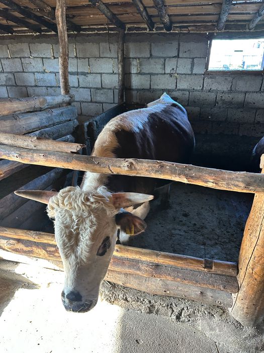 Продам откорм бычки. 14 голов. 2 года