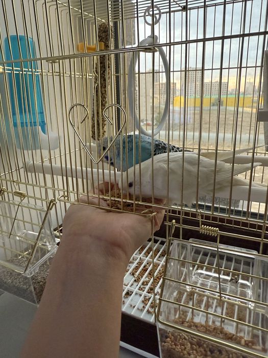 Умные волнистые попугаи ПРОДАЮТСЯ